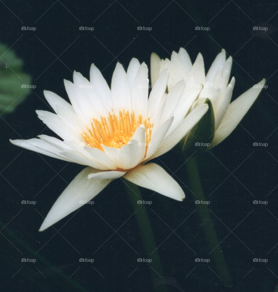 tall white waterlily