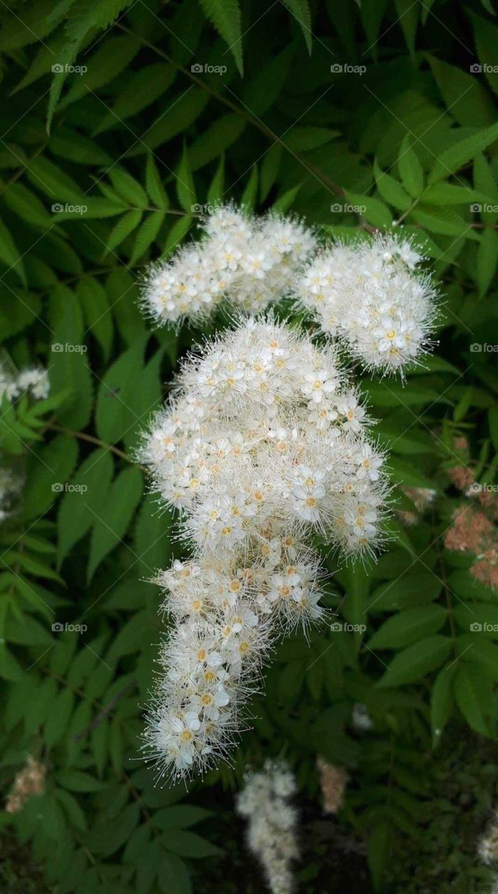 feathery white flowers