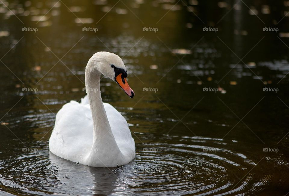 Closeup of swan in water