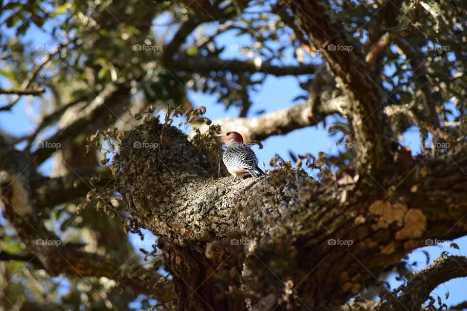 Woodpecker Wonderful
