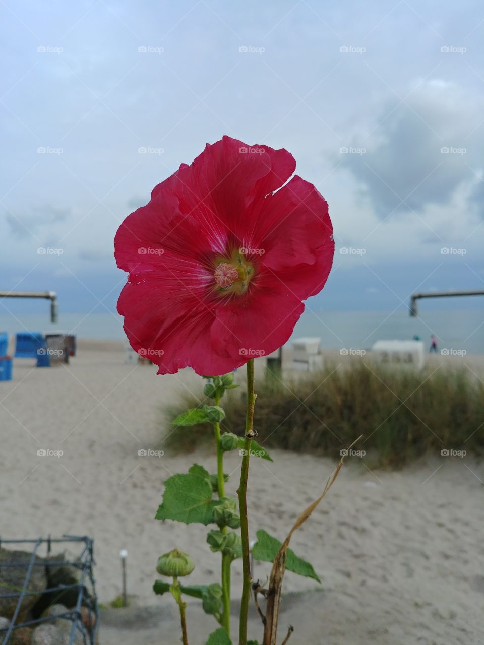 flower Strand rot Blüte blühen beach Düne sky Himmel Sommer Strand water