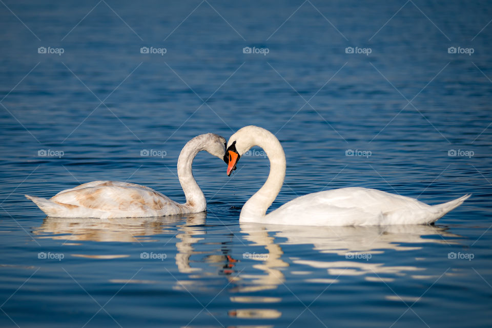 Two swans formed a heart sign