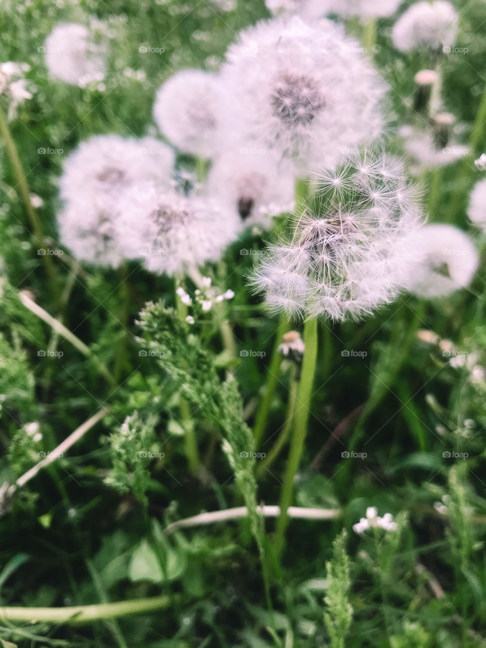 dandelion
