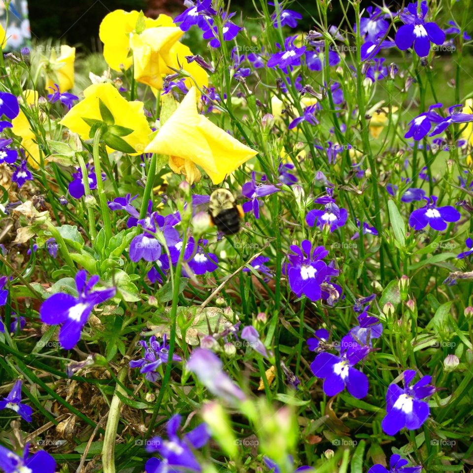 Spring Flowers and Bumble Bee
