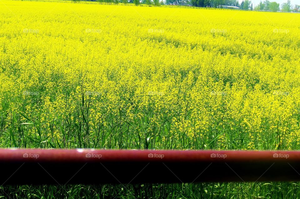 Colorful canola gracing the earth 