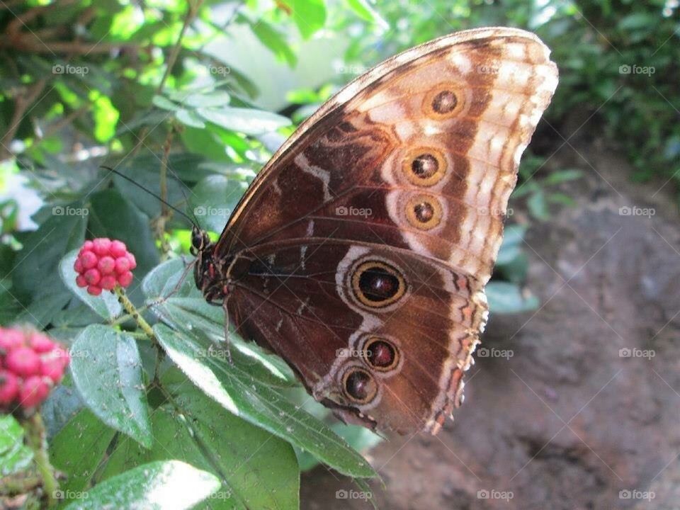 Butterfly Resting