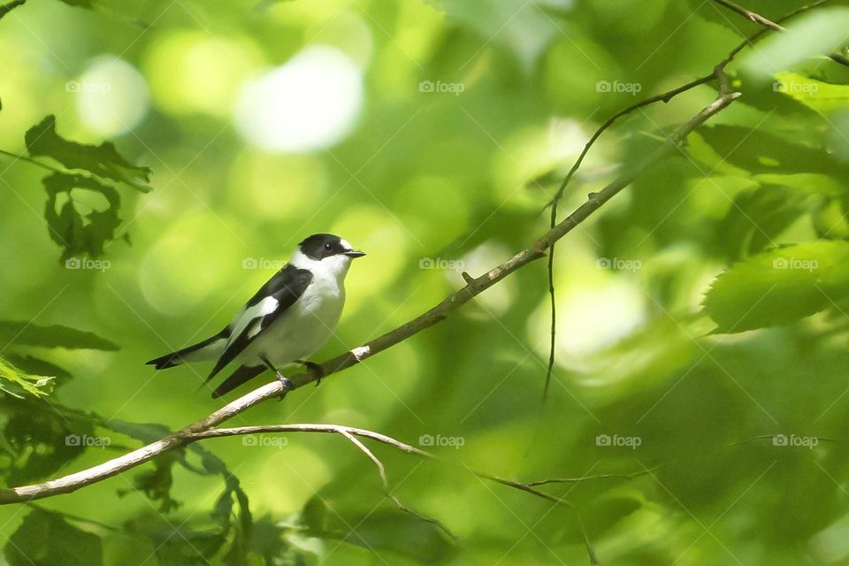 Collared flycatcher