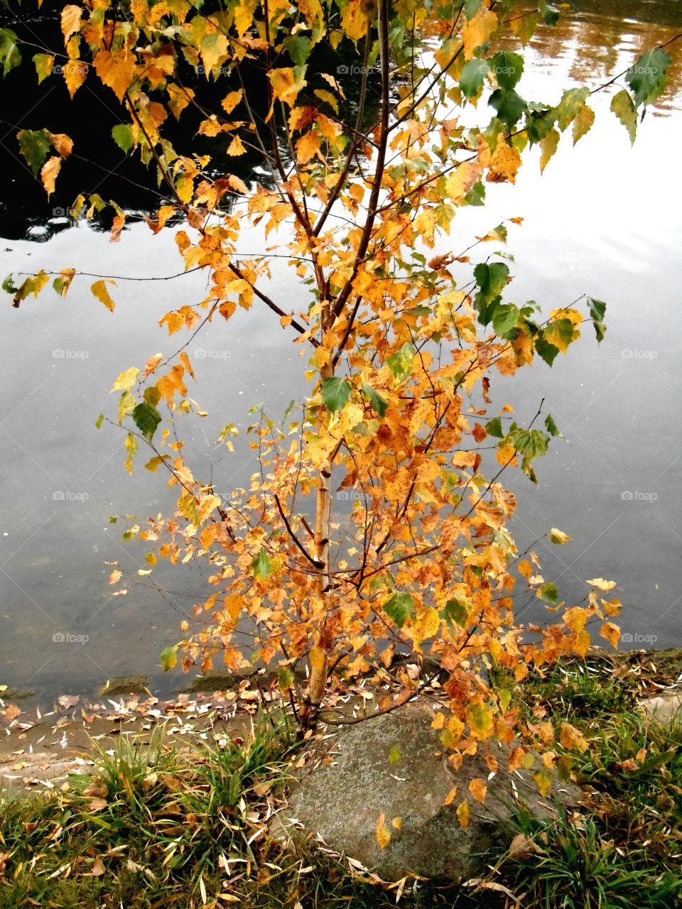 autumn lake and tree