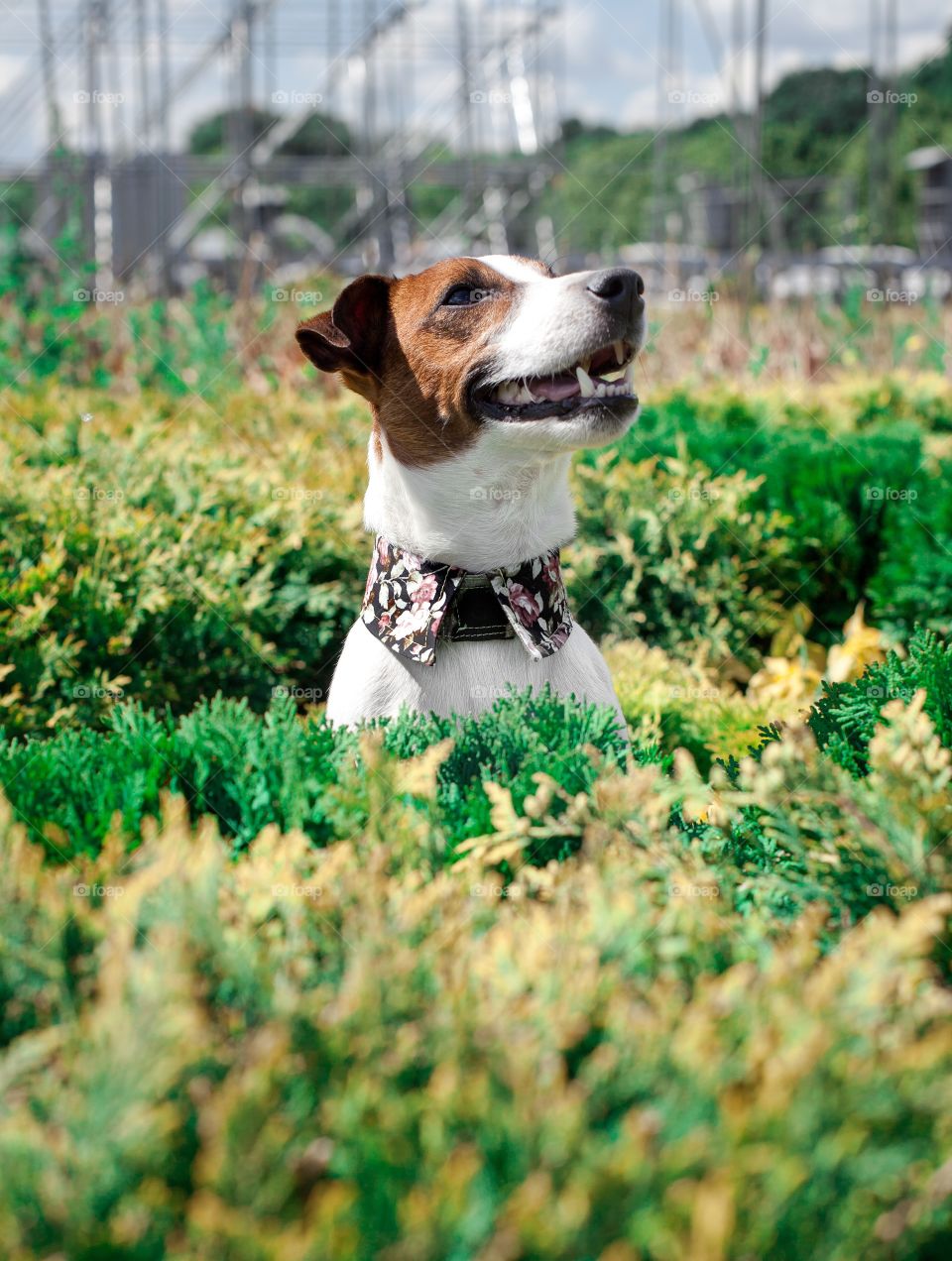 Dog, Grass, Cute, Animal, Pet