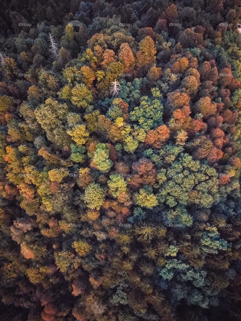 Autumn trees 