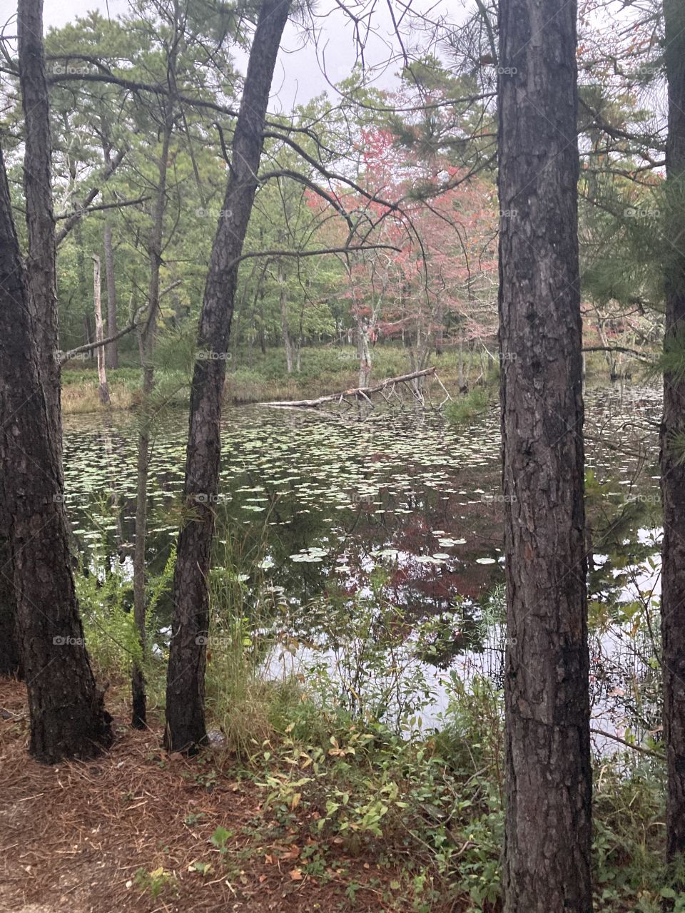 Lake between trees in autumn