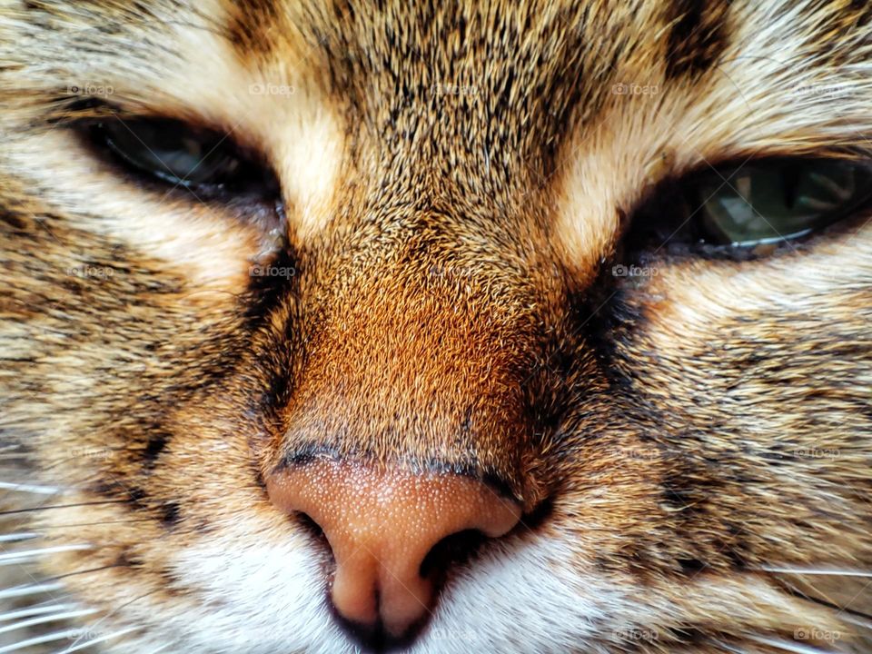 A beautiful photo of a cat with a cute face, nose, eyes and whiskers and amazing colours