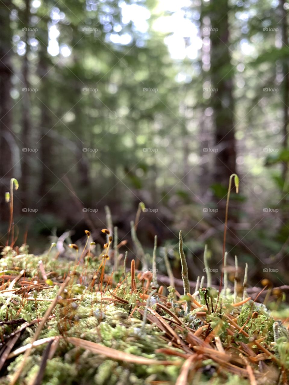 Tiny forest 