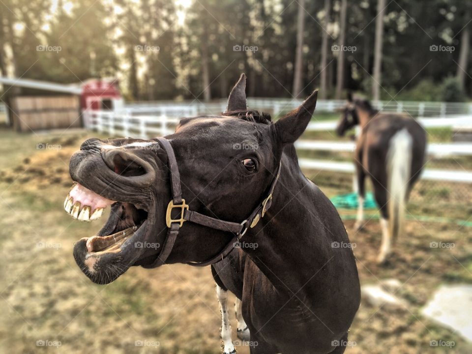 Hay there!