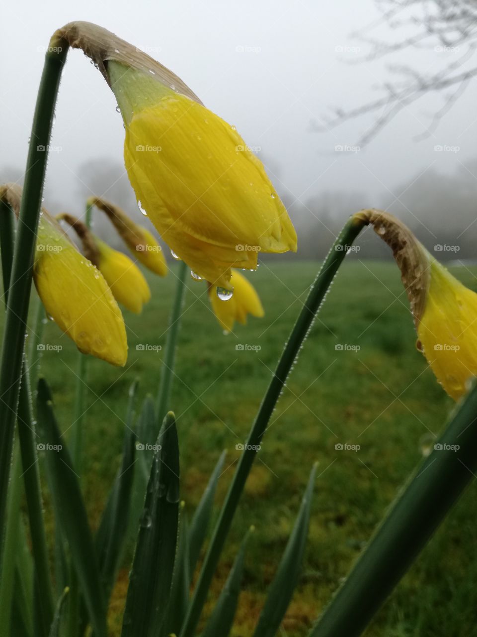 Daffodil drop