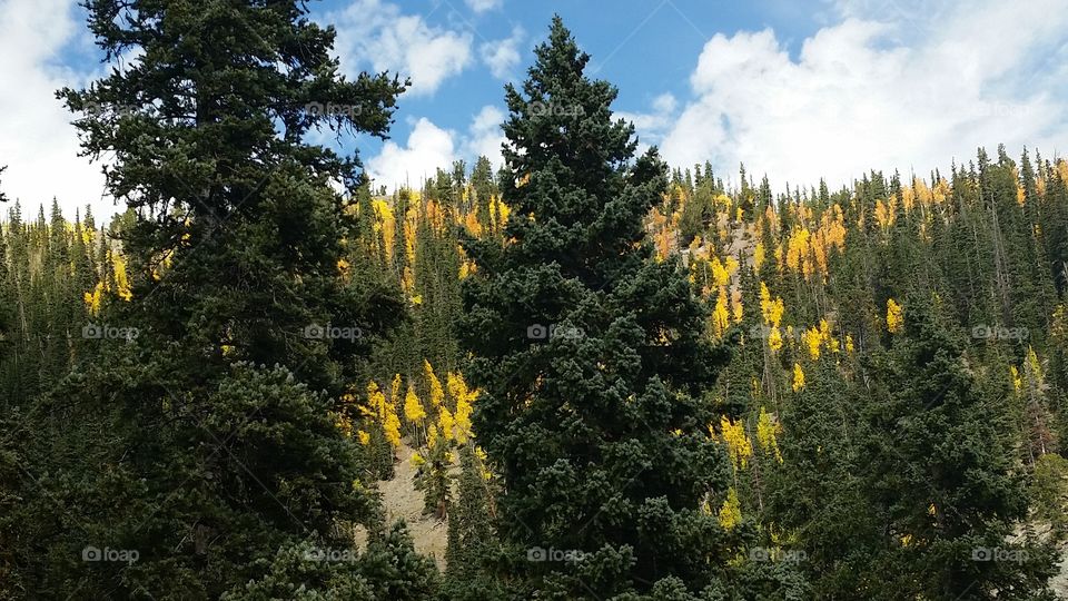 Tree, Wood, No Person, Conifer, Evergreen