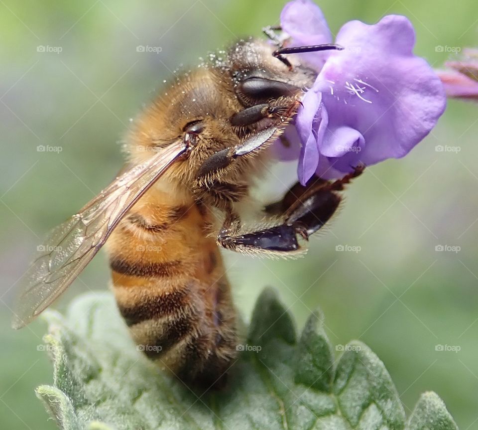 Honey bee pollinating purple flower in the backyard herb garden in summer natural light macro closeup