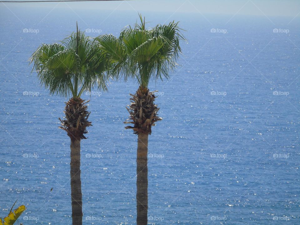 Palms view