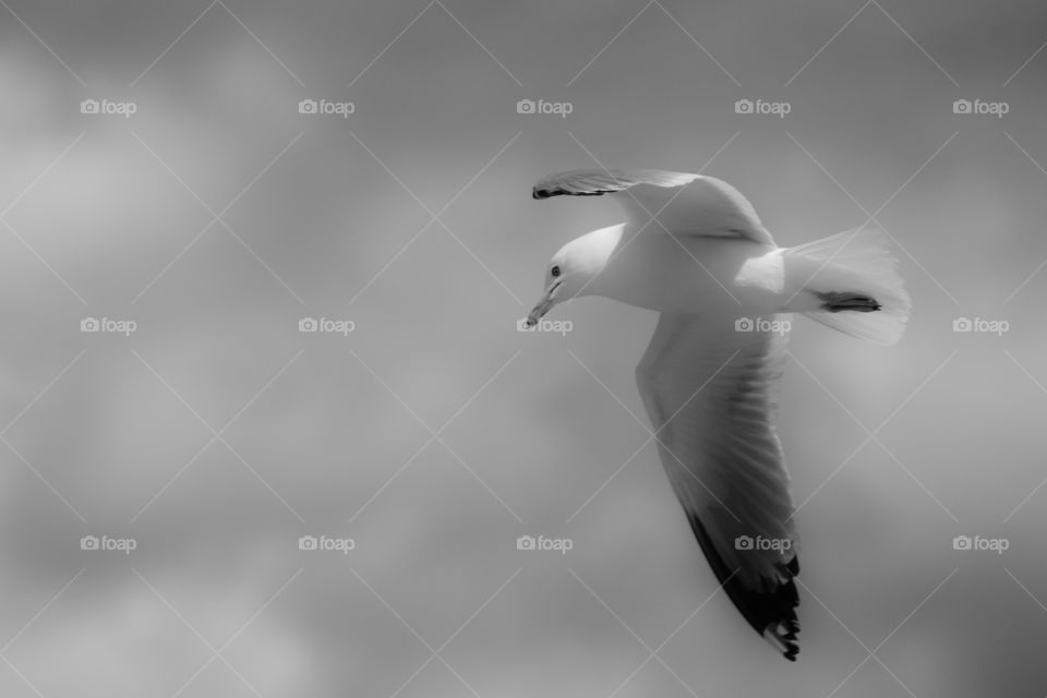 Ethereal gull.