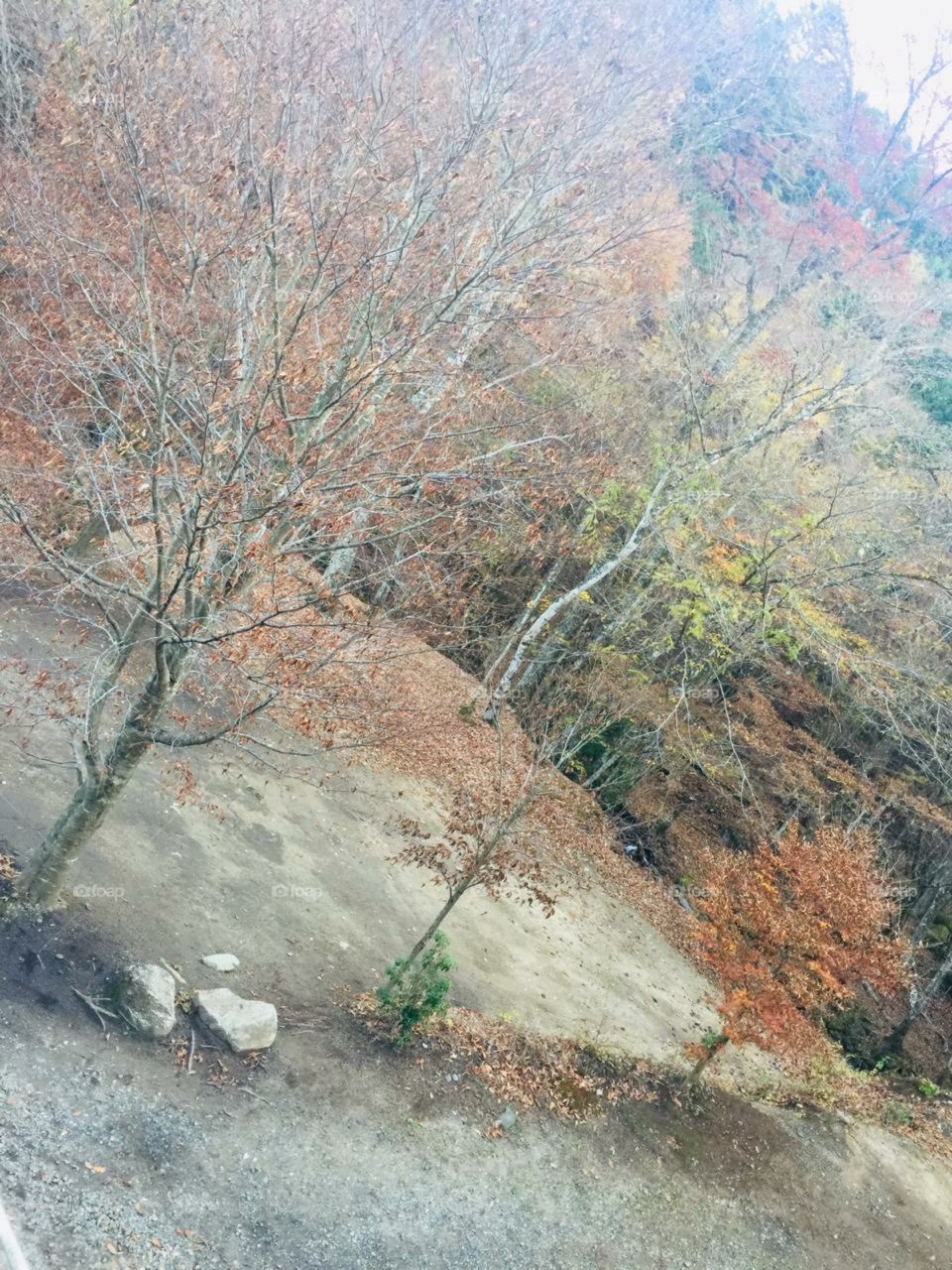 amazing dried leaves in the forest