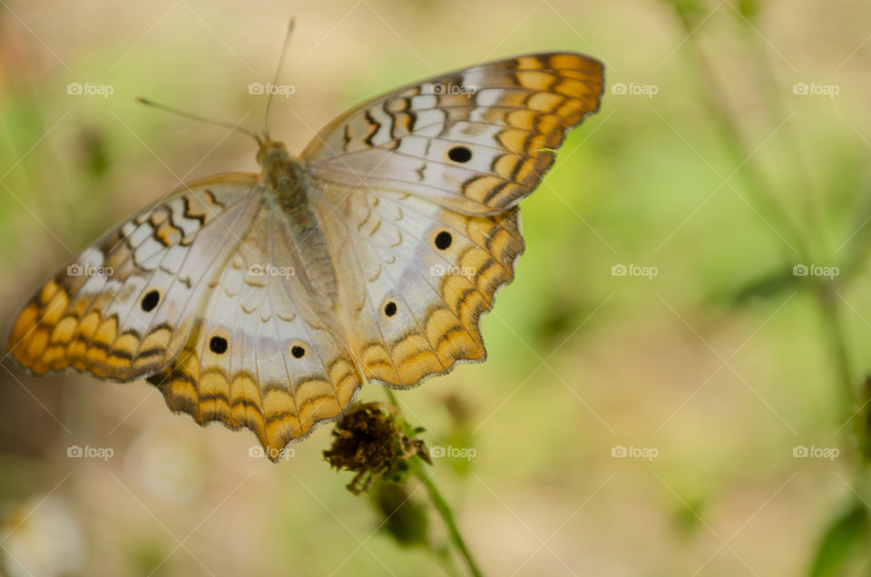 Beautiful Garden Butterfly