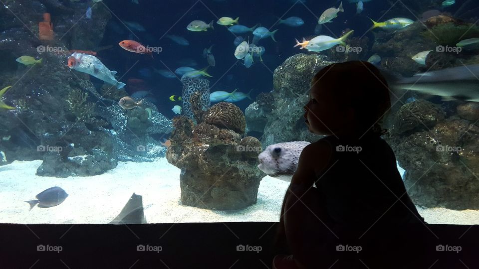 day at the aquarium