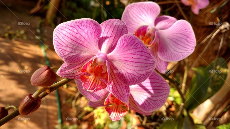 Orquídea do orquidário de minha mãe!