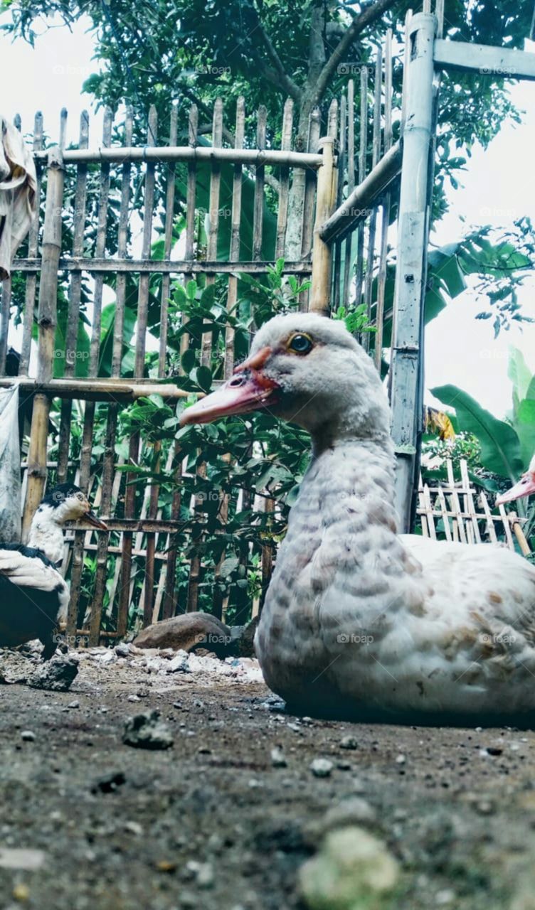 duck in indonesian village