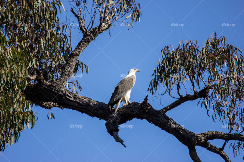 Australia - Genoa river, sea eagle