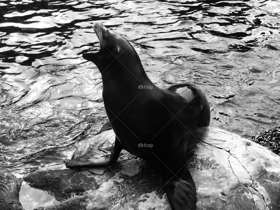Sea lion barking at SeaWorld Orlando in black and white 