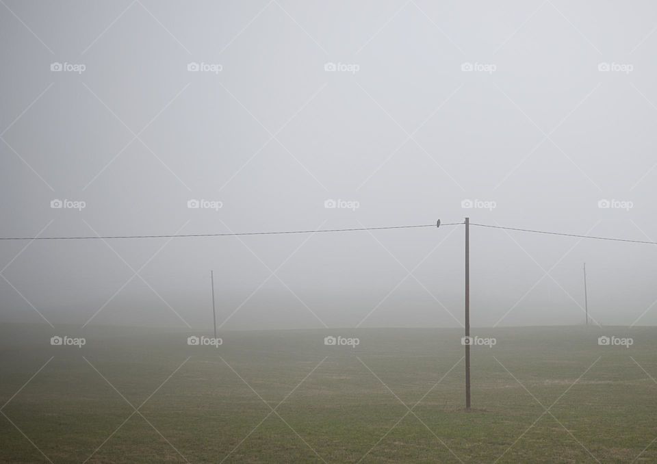 Bird on electrical wires in a foggy morning