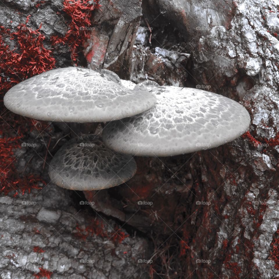 Mushroom art 