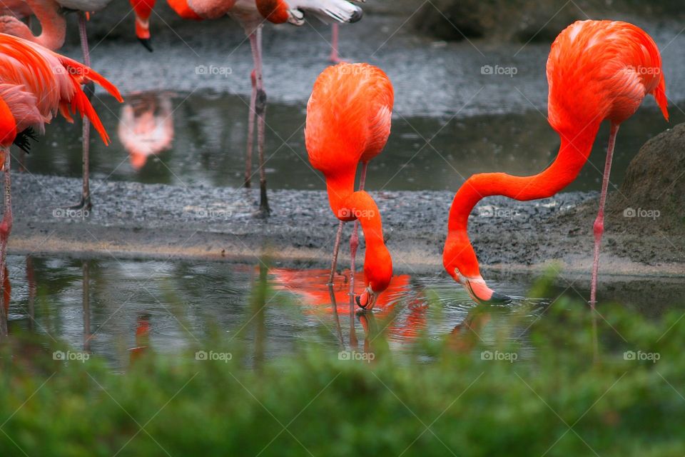 Wasser Flamingos Zoo Dresden