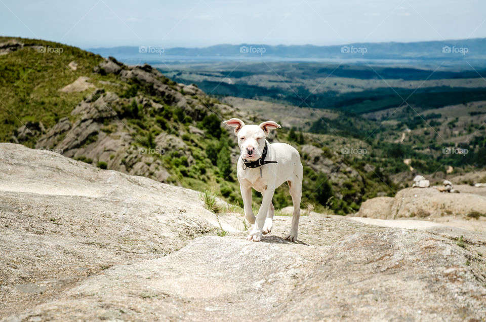 mountain dog !!! 🐶