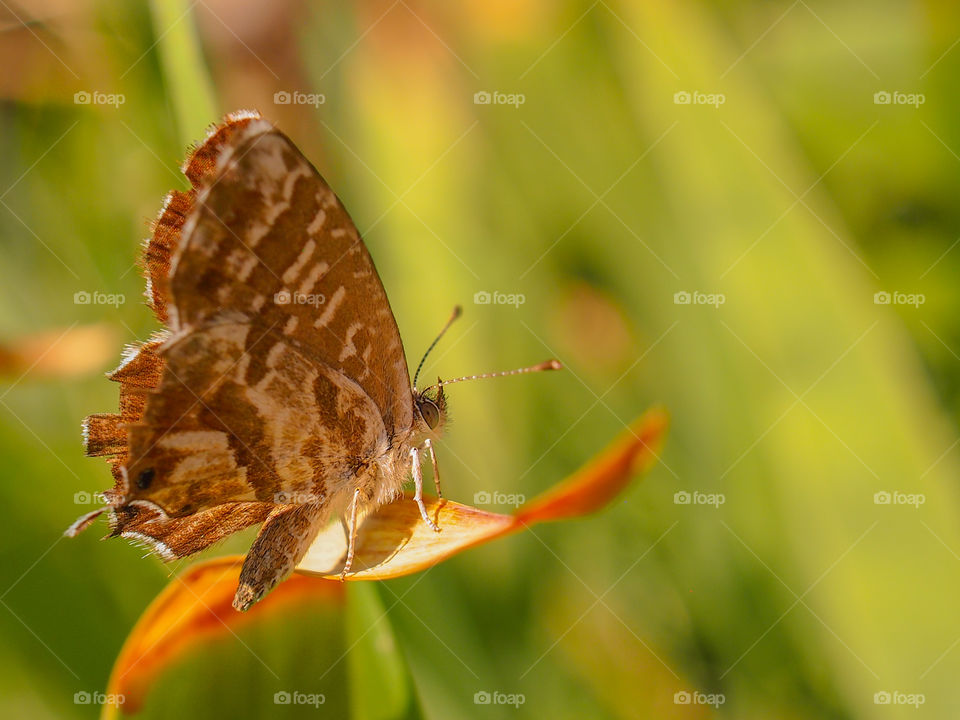Geranium Butterfly Macro