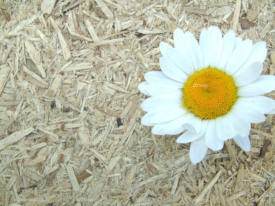 chamomile on wooden background