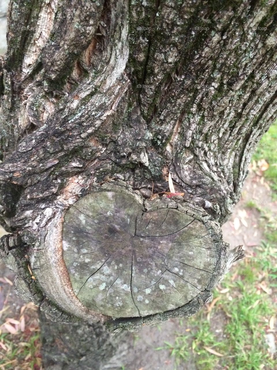 Tree stump with a heart