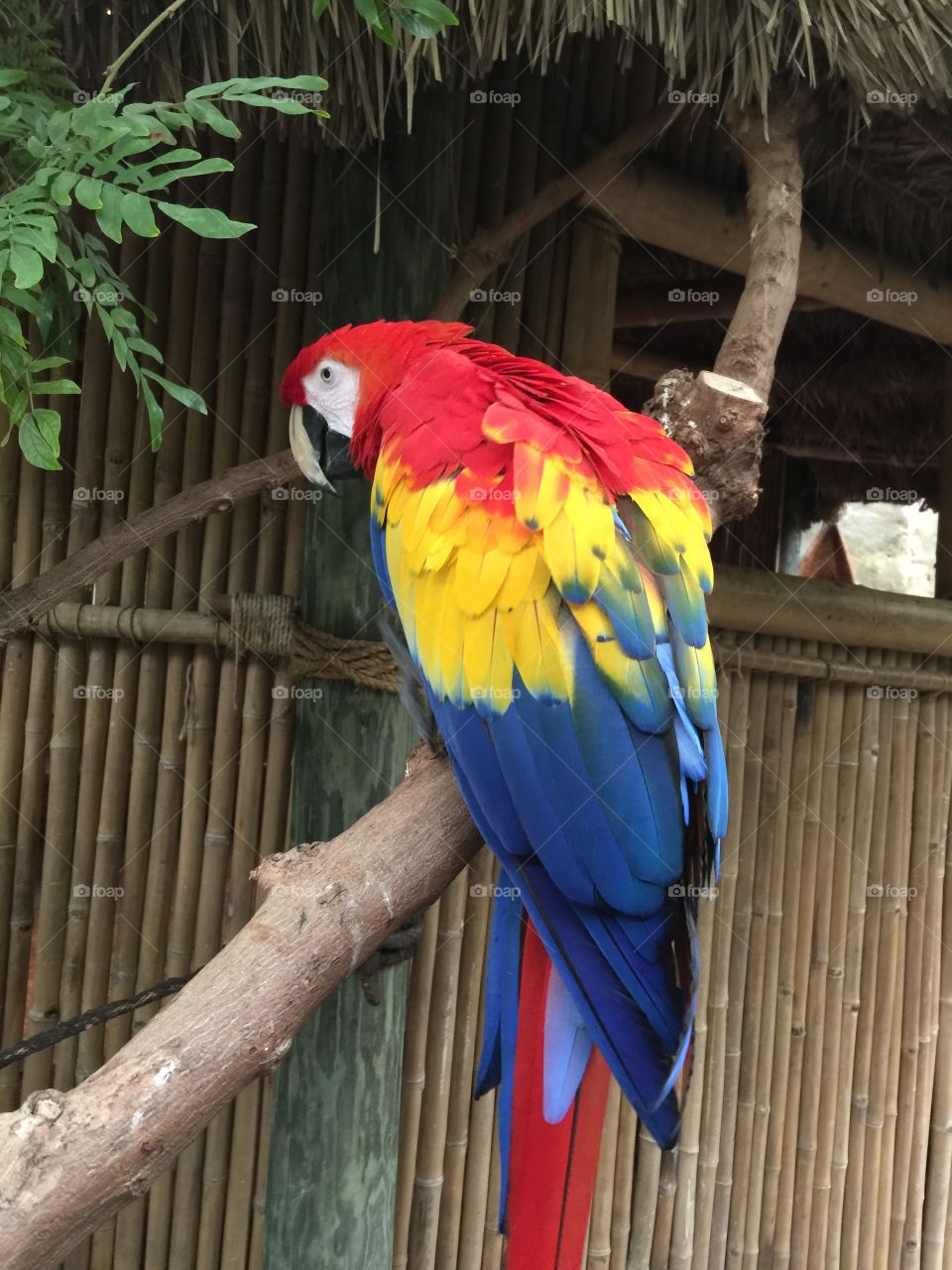 Macaw at Zoo