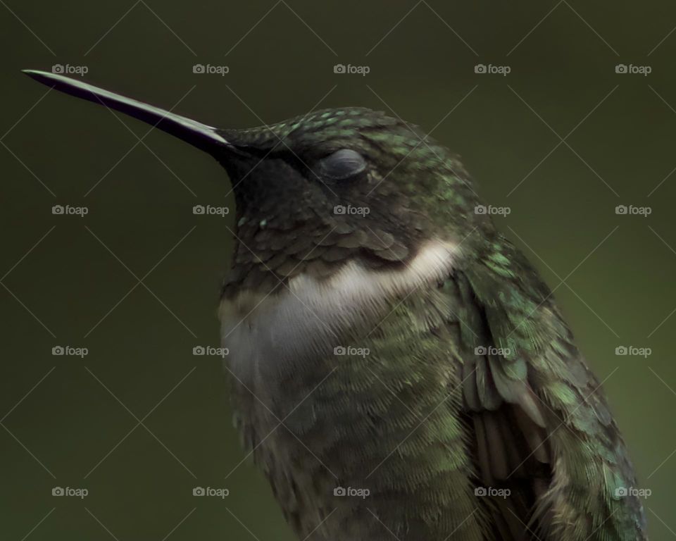 A Hummingbird in Disgust