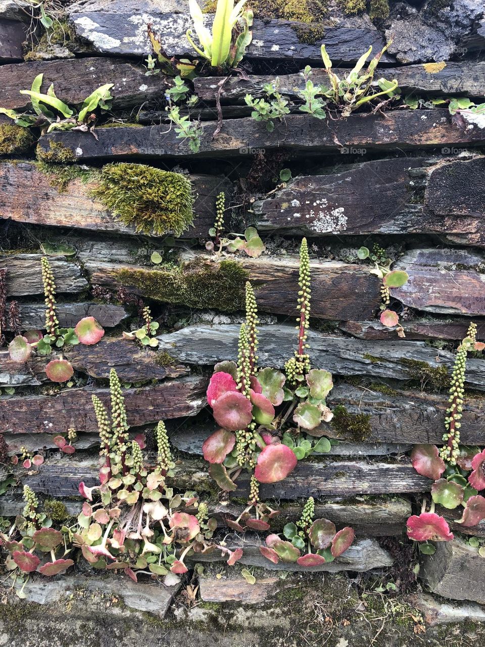 Life on old fence