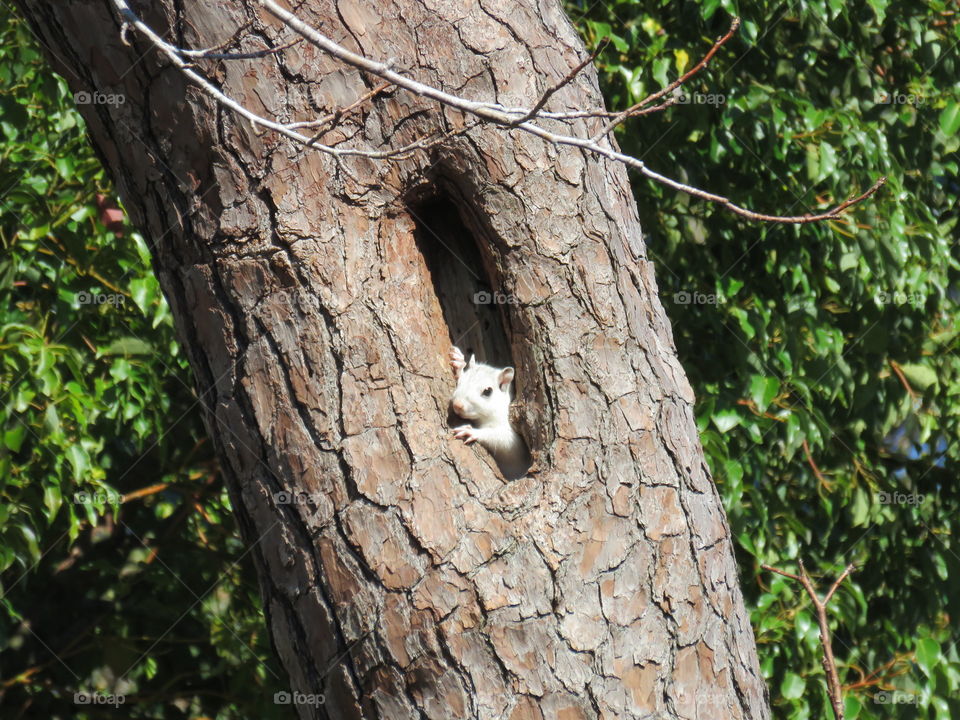 white squirrel looking out