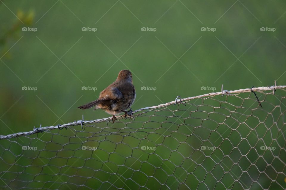 Robin on wire fence