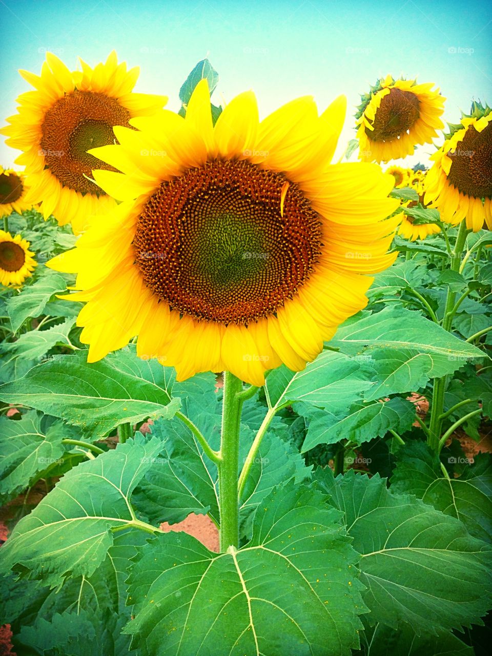Group of sunflowers . Sometimes you can't have just one up close picture, but you need several in the picture. 