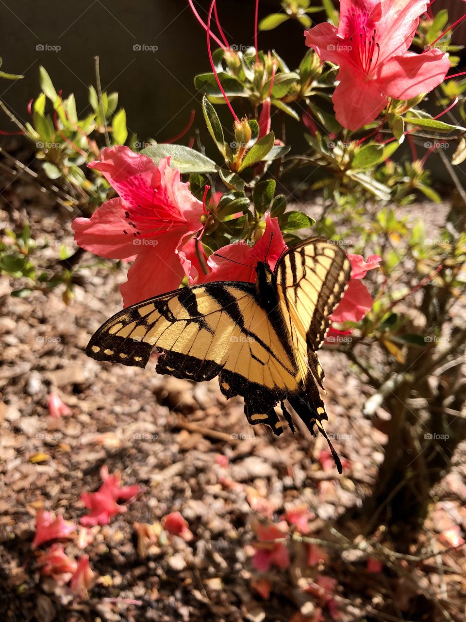 Closeup of yellow and black butterfly with spread winds on red azalea 