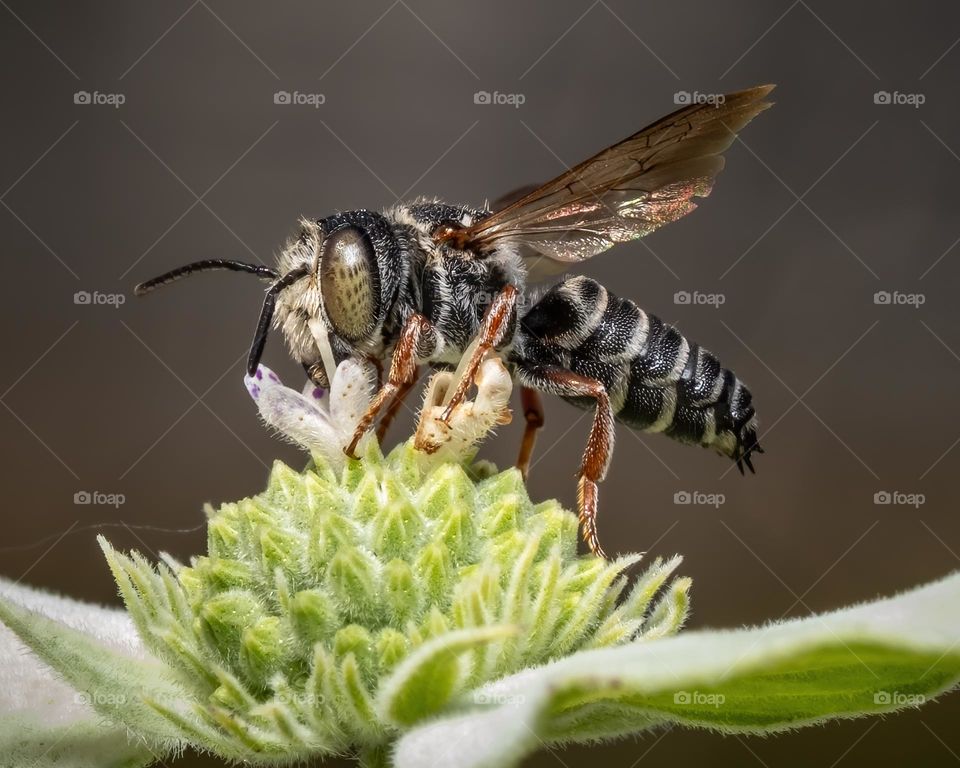 Just when you think you’re getting a handle on the local pollinators, you find a new one. Here is an eight-toothed cuckoo leaf-cutter bee in clustered mountainmint. Who knew? 