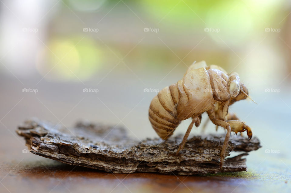 Nymphal skin of a cicada 