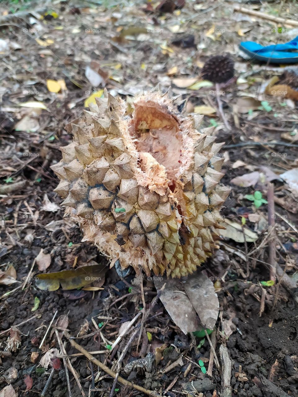a durian fruit that has been perforated by a squirrel