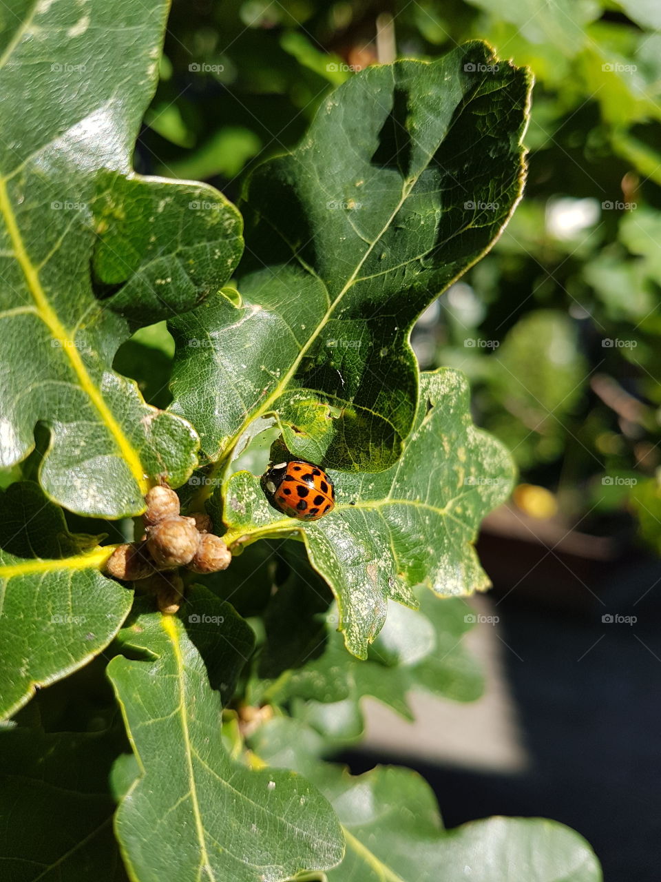 Ladybug on an Oak Leaf