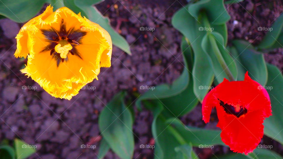 tulips