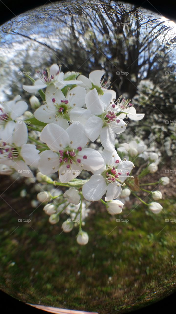 Bradford pear fisheye lense